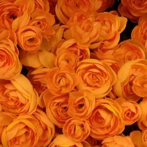 Meet your Posher, Alexa